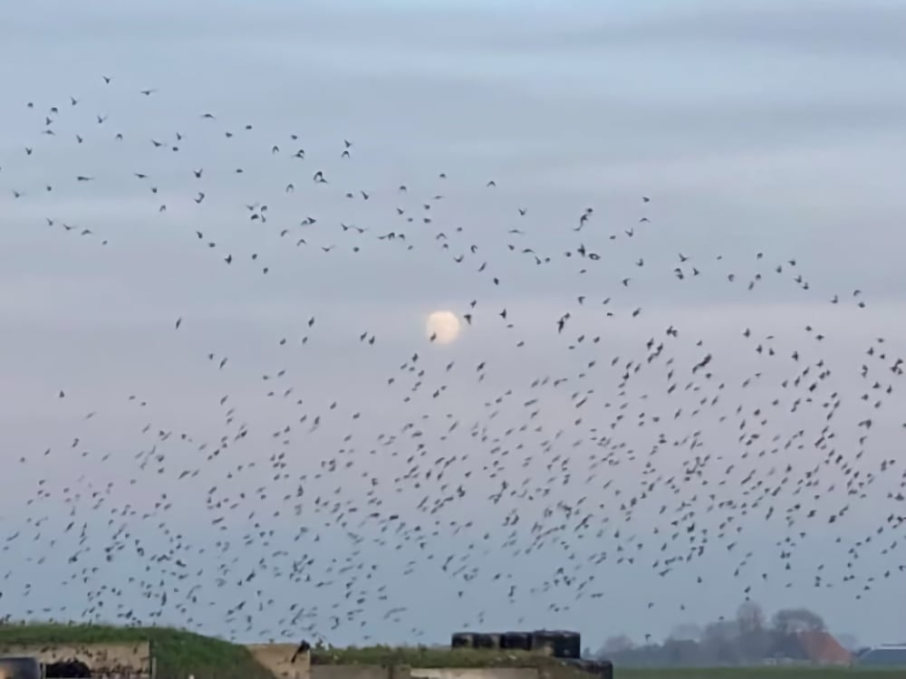 Maanwandelen corien unger natuurlijk wandelen