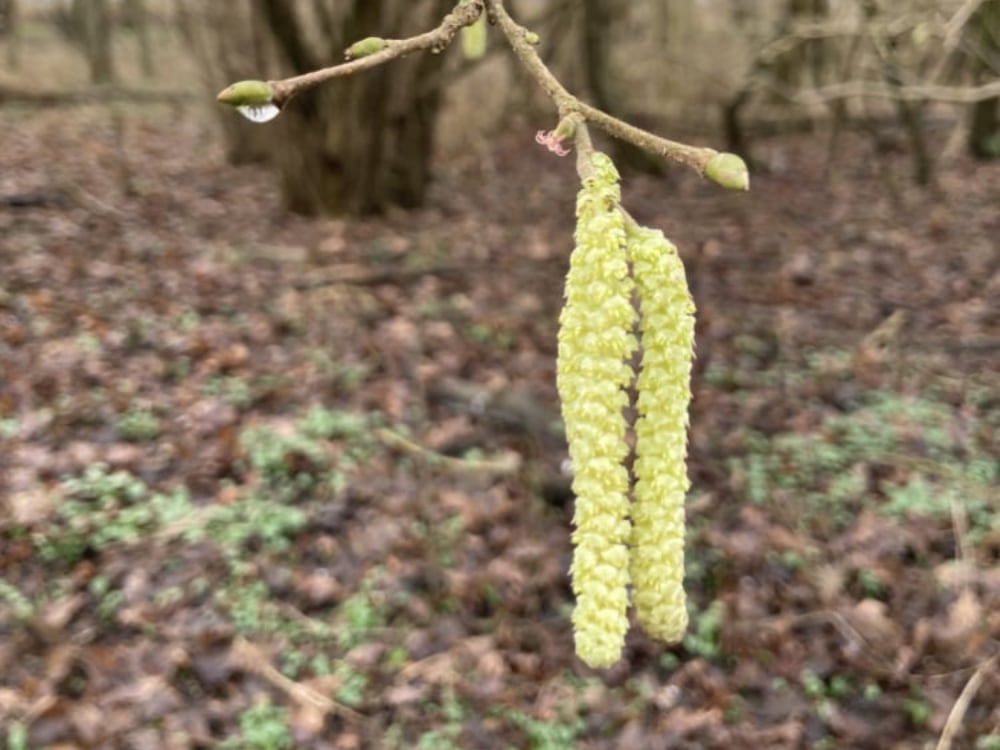 Stappen naar stilte natuurlijk wandelen corien unger