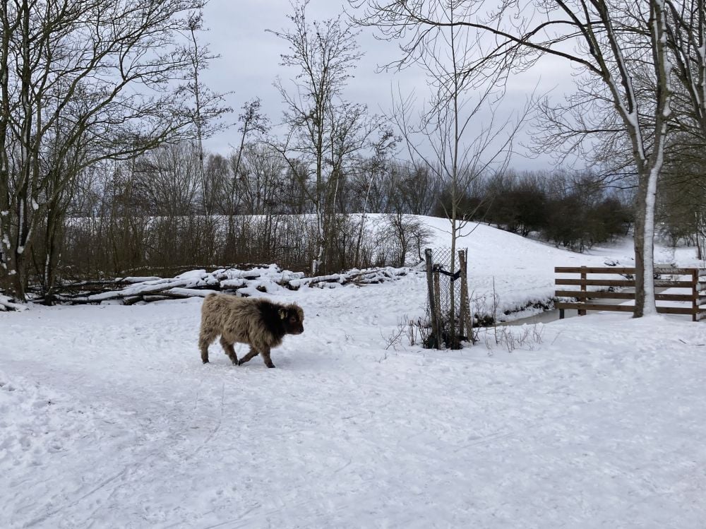 sneeuwwandelen natuurlijk wandelen corien unger