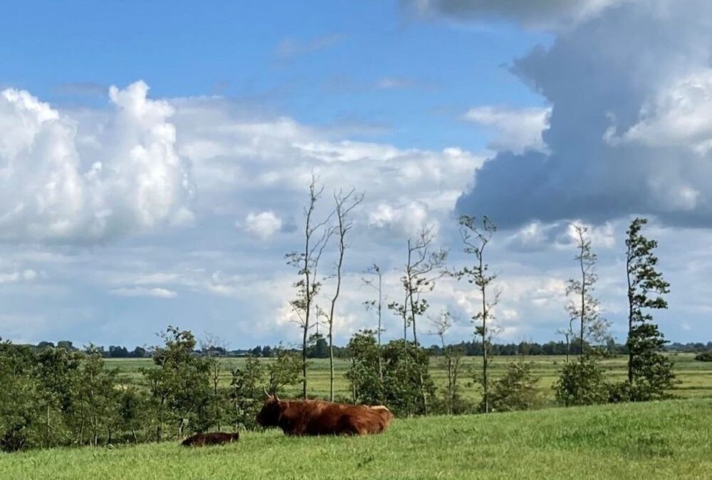 vier-basislessen-natuurlijk-wandelen-corien-unger