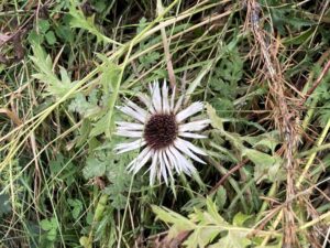 fractale patronen natuur corien unger_2